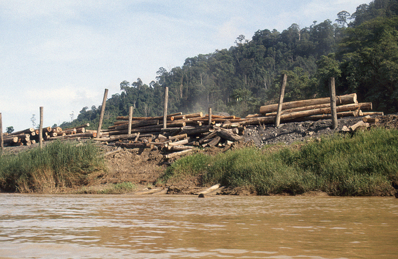 791_De ondergang van het regenwoud, zichtbaar langs de rivier in Noord-Sarawak.jpg